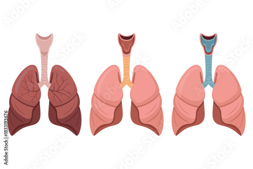 Comparison of healthy lungs versus diseased lungs with trachea illustration art