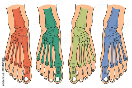 Illustration of four feet with different colored bones showcasing foot anatomy details