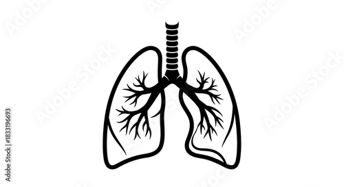 Human Lungs Anatomy Illustration A Detailed Medical Diagram.