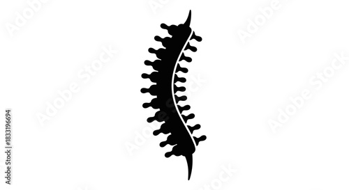 Human Spine Silhouette Anatomy and Medical Illustration.
