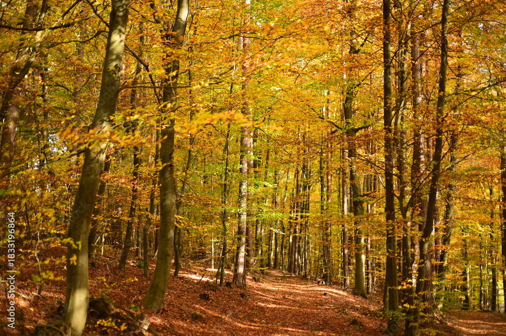 Fototapeta premium Herbst