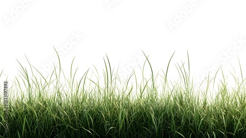 Tall, vibrant green blades of grass ascend against a stark white background