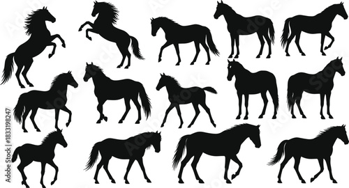 Horse silhouette vector, equine pose collection, walking and trotting stances, black graphic art, animal motion design, anatomy clipart