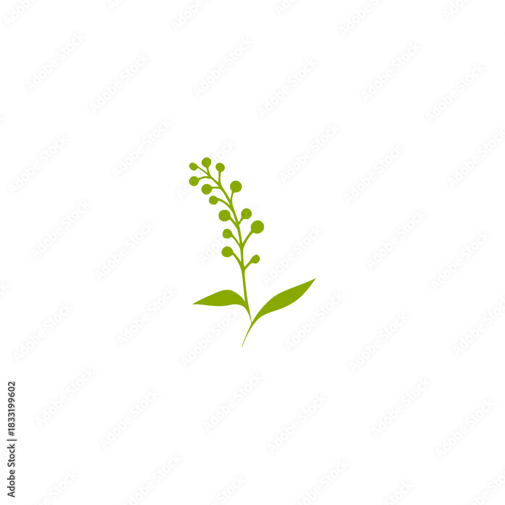Fototapeta premium green plant isolated on white background
