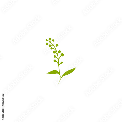 green plant isolated on white background