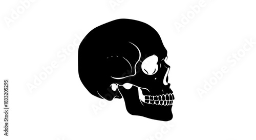 Black Skull Silhouette on White Background Anatomy and Mortality.
