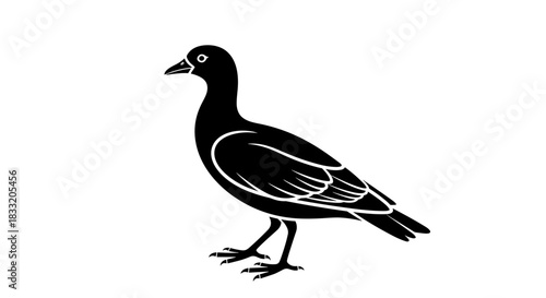 Elegant Black Duck Illustration on White Background.