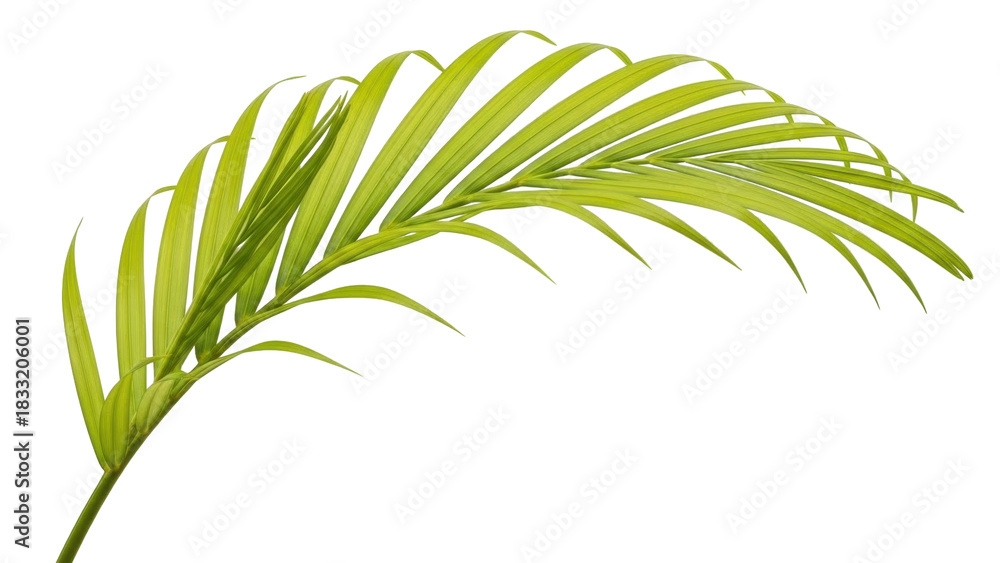 Naklejka premium Isolated tropical palm leaf, green frond plant natural element, foliage decor detail beauty