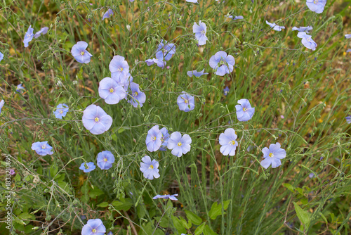Linum perenne in bloom