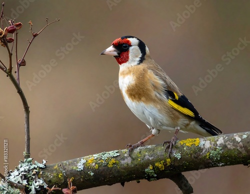 European goldfinch perched on a lichen-covered branch in natural habitat