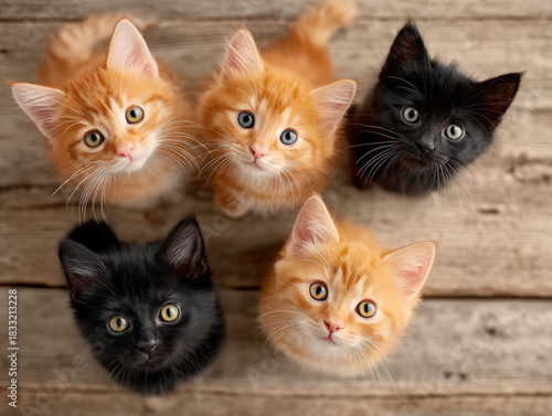 Group of cats together