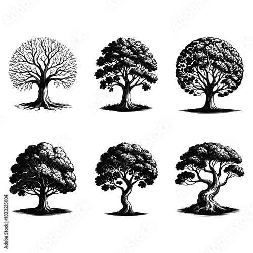 Collection of six detailed black and white tree illustrations