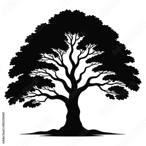 Silhouette of a majestic old tree with spreading branches