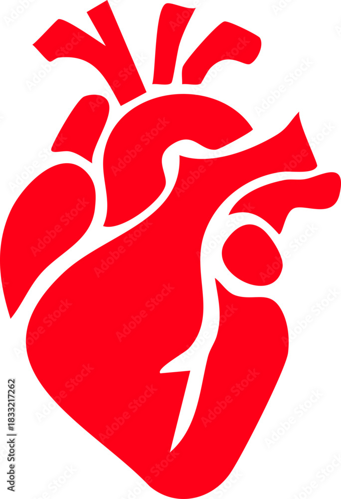 Fototapeta premium Anatomical heart icon , Human anatomical heart, heartbeat, cardiovascular, anatomy, medical, health, cardiology illustration, biology, organ, human heart collection, Vector illustration !