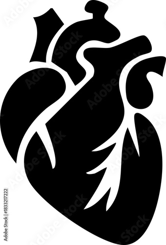 Anatomical heart icon , Human anatomical heart, heartbeat, cardiovascular, anatomy, medical, health, cardiology illustration, biology, organ, human heart collection, Vector illustration !