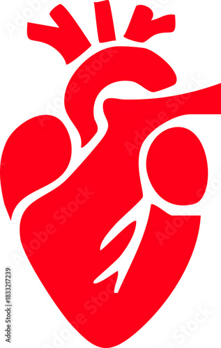 Anatomical heart icon , Human anatomical heart, heartbeat, cardiovascular, anatomy, medical, health, cardiology illustration, biology, organ, human heart collection, Vector illustration !