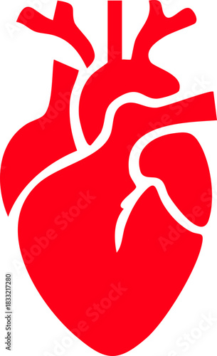 Anatomical heart icon , Human anatomical heart, heartbeat, cardiovascular, anatomy, medical, health, cardiology illustration, biology, organ, human heart collection, Vector illustration !