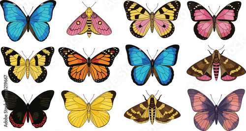 Butterfly and moth illustration, colorful wings, insect diversity, nature art, entomology drawing, vibrant patterns, species collection, symmetrical design, decorative print