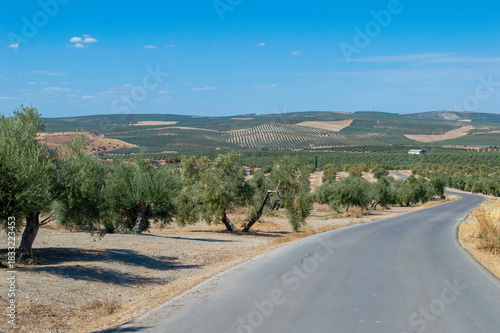 Foto Carretera de segunda entre olivares. Paisaje de Jaén