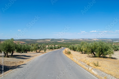 Foto Carretera de segunda entre olivares. Paisaje de Jaén
