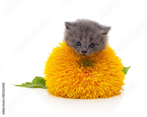 Grey kitten sitting inside fluffy yellow sunflower blossom on white background.