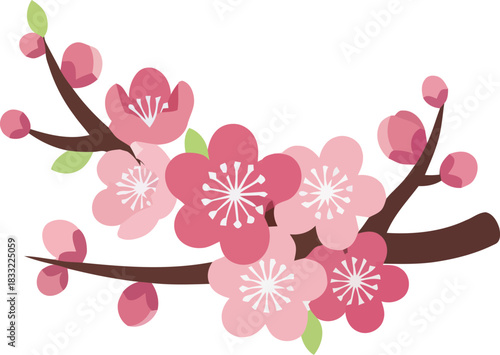 Pink cherry blossoms blooming on a branch against white backdrop, symbolizing spring's arrival with delicate petals and vibrant color, evoking freshness and renewal.