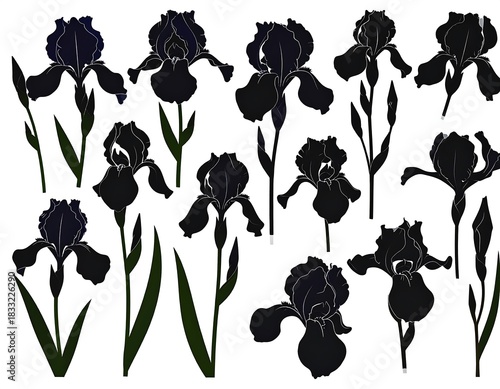 Elegant floral pattern showcasing silhouettes of iris flowers on white backdrop