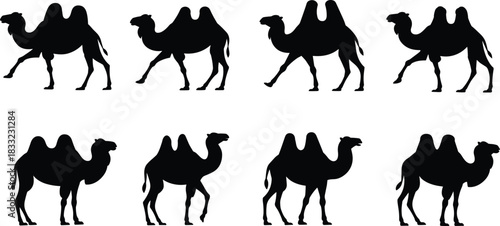 Bactrian camel silhouette, desert animal, walking pose, two hump camel, black icon, minimal design, nature illustration, flat vector