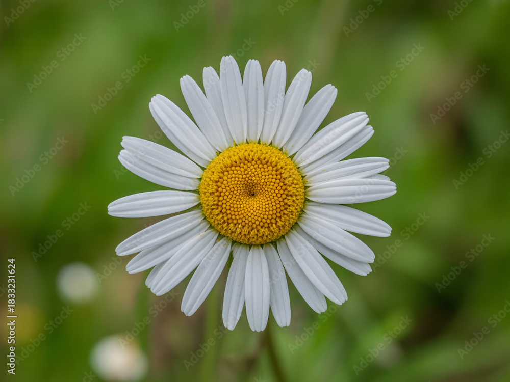 Obraz premium Capture the essence of nature with this enchanting daisy blossom, perfect for adding a touch of tranquility and organic charm to your designs