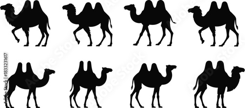 Bactrian camel silhouette, desert animal, walking pose, two hump camel, black icon, minimal design, nature illustration, flat vector