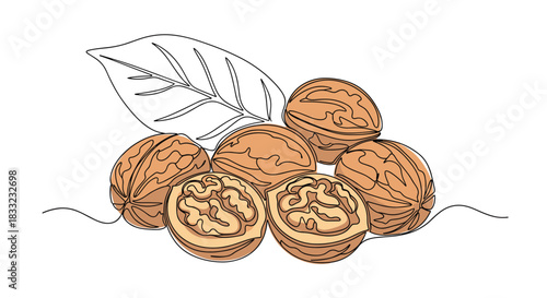 Group of whole and cracked walnuts with a leaf drawn in a continuous single line art style on a white background.