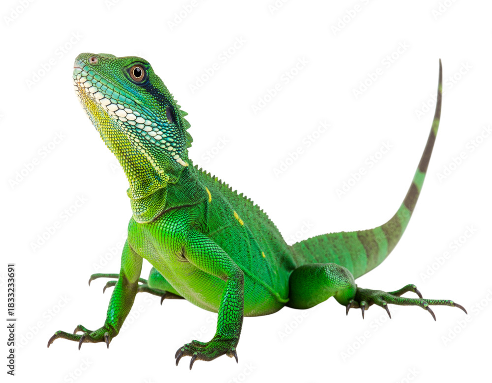 Obraz premium Vibrant green chinese water dragon lizard posing on a transparent background isolated on transparent background