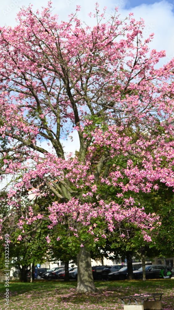 Naklejka premium pink blossom