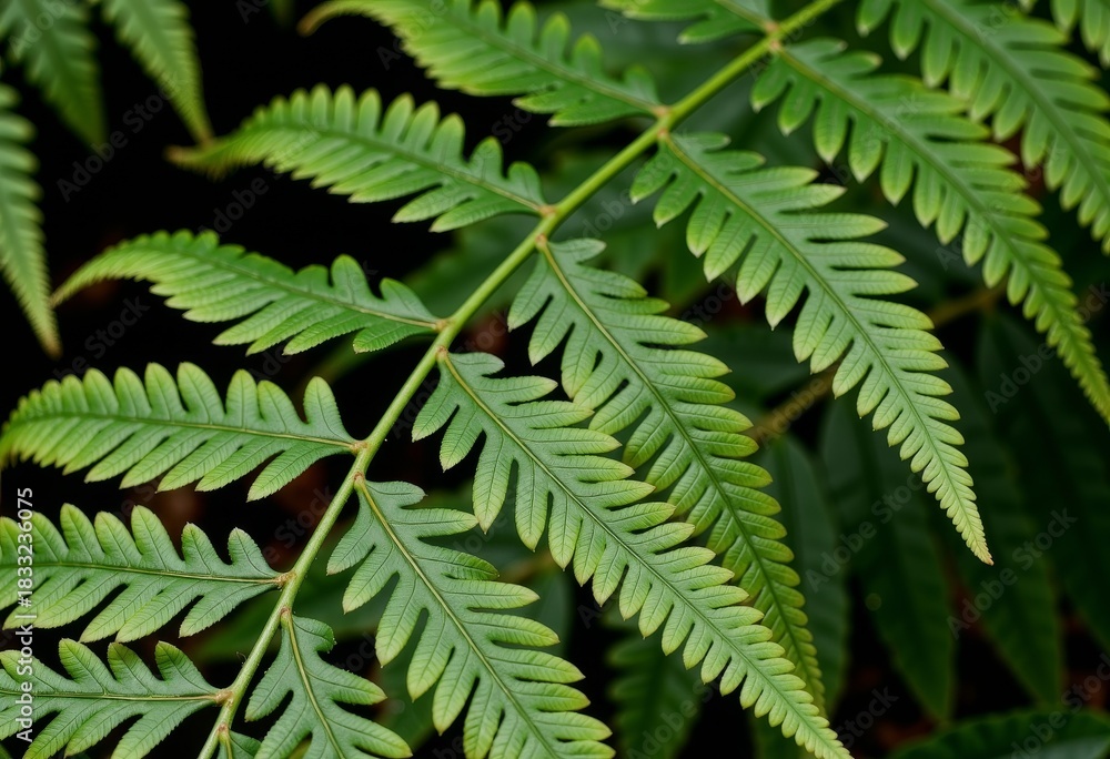 Obraz premium Close-Up View of Lush Green Fern Leaves Showcasing Intricate Patterns and Delicate Veins in a Natural Outdoor Setting