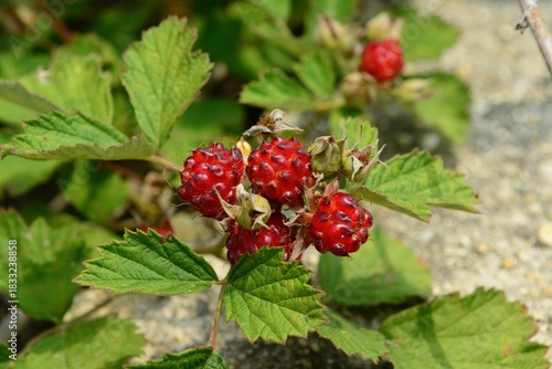 Photos Rubus parvifolius fruit forming bright red edible summer berries clustered on ar