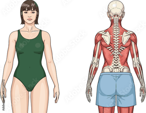 Female anatomy illustration, front and back view, muscular and skeletal system diagram, medical educational reference, human body structure drawing for learning