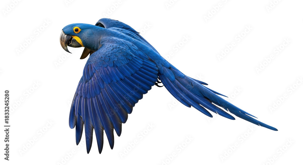 Obraz premium Isolated Hyacinth Macaw soaring high in the sky with vibrant blue feathers spreading wings