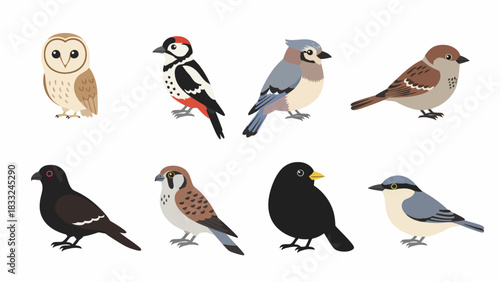 Collection of eight different bird species illustration on white background
