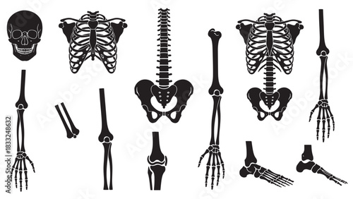 Set of black vector human skeleton bones and joints on white background