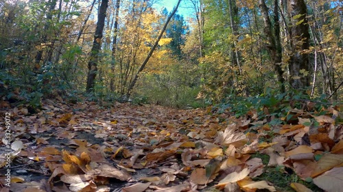 Deciduous Forest Floor in Autumn 4K UHD.A forest trail covered in leaves in autumn. 4K, UHD.
