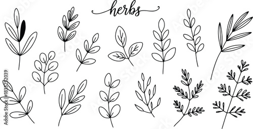 An appealing assortment of hand drawn line art herbs and various leafy plant elements displayed