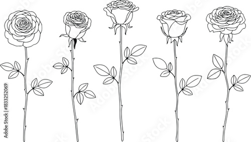 Collection of five minimalist black and white rose line drawings featuring buds, stems, and leaves