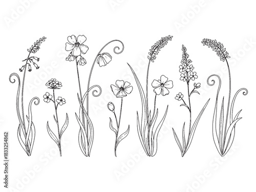 Botanical Meadow Line Illustration
