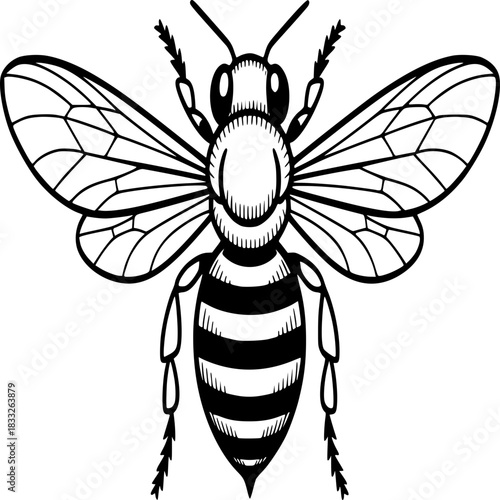 Bee in Detail: A detailed, monochromatic illustration of a bee, showcasing the intricate patterns of its wings and body, symbolizing nature's artistry.