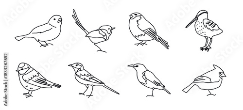 Collection of hand drawn bird illustrations in engraved style. Backyard songbirds isolated on vintage background. Detailed wildlife drawings, vector illustration.