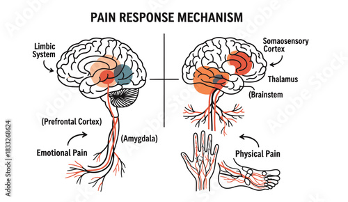 Pain Response Mechanism - Emotional vs. Physical Pain Diagram