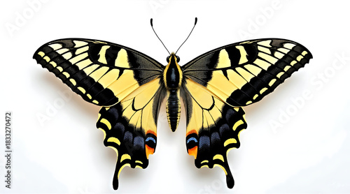 Swallowtail butterfly with yellow and black wings spread wide, showing detailed patterns and vibrant colors on white background