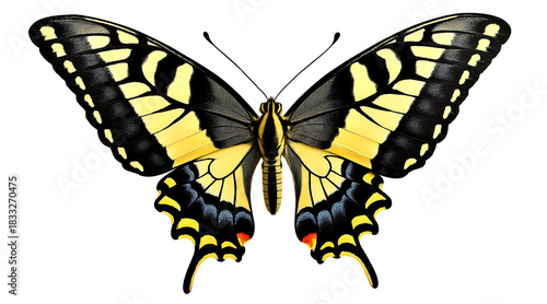 Realistic photograph of full body swallowtail butterfly with yellow and black wings spread wide on white background