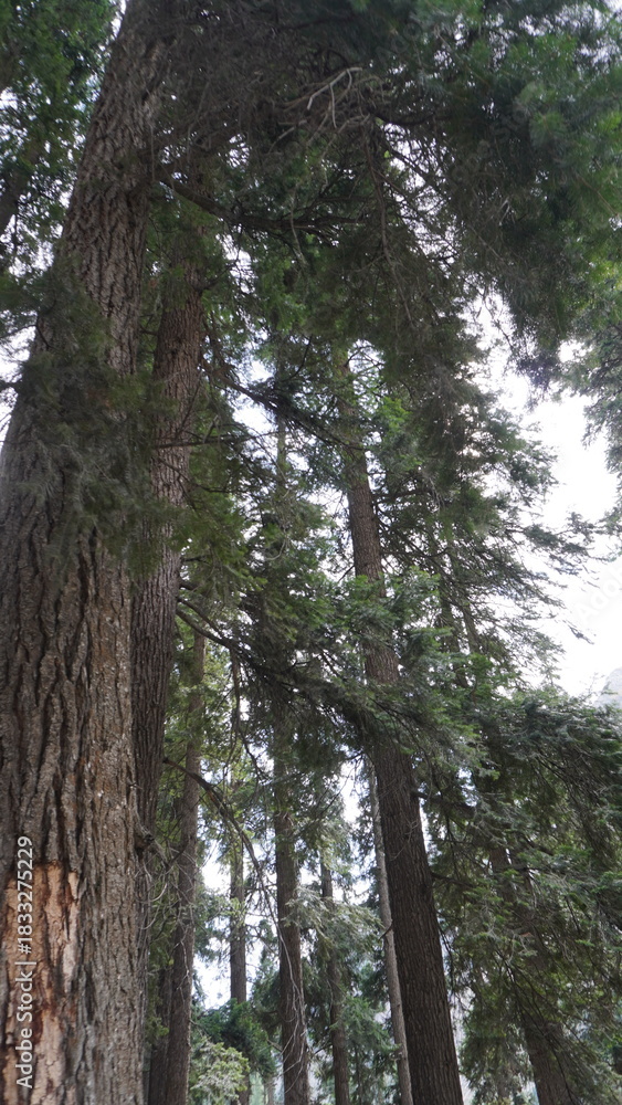 Obraz premium Low-angle shot of a massive cedar tree trunk with rough bark in a dense forest, scale concept.