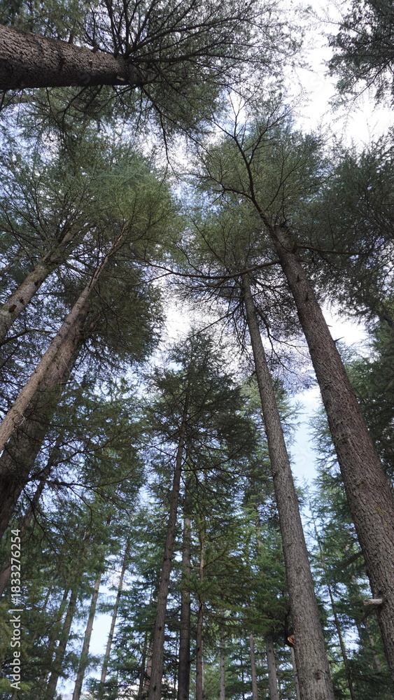 Fototapeta premium Low-angle of towering pine trees stretching toward a bright blue sky with white clouds, upward concept.